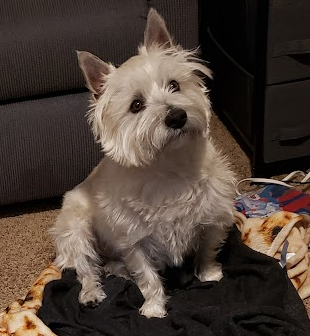 Jester the Cairn Terrier