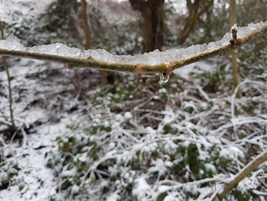 A slush covered branch in a winter landscape